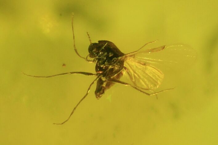 Detailed Fossil Fly (Diptera) In Baltic Amber #50564